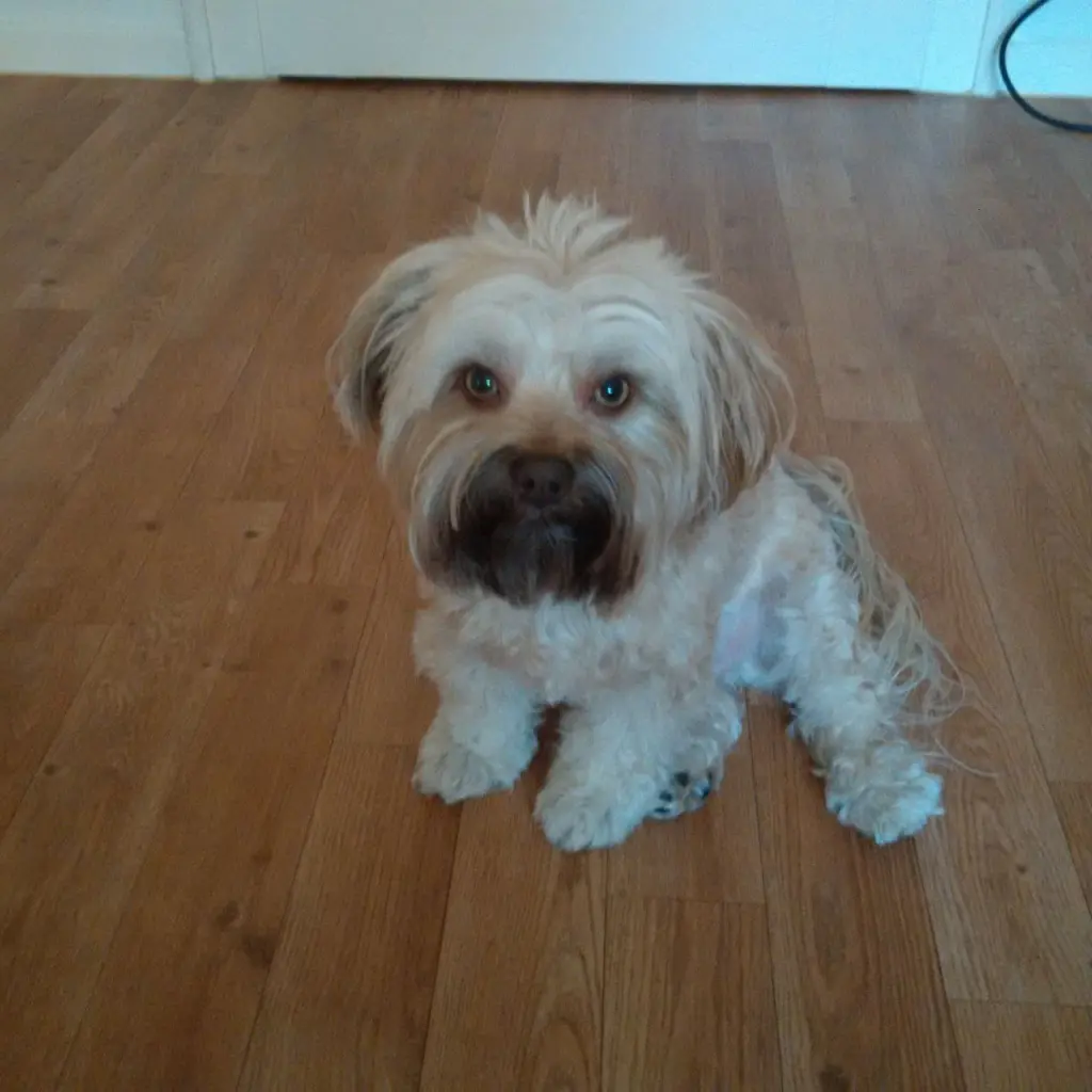 Condolence image of Anne mit Elvis im 💕