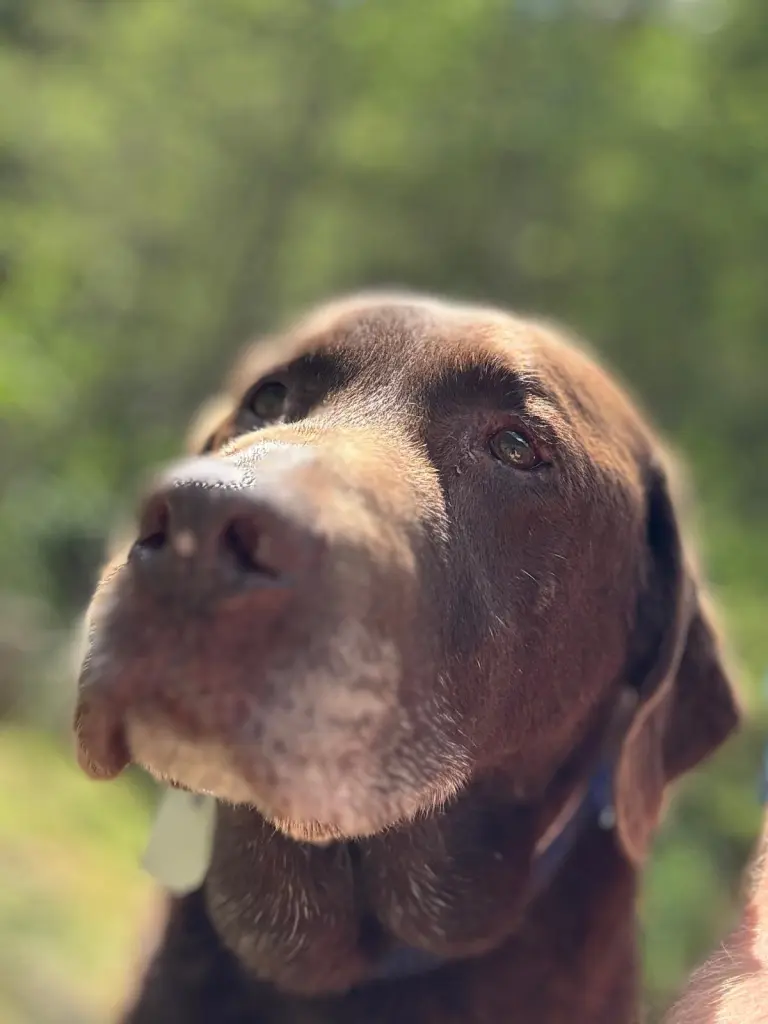 Seine letzten Tage…