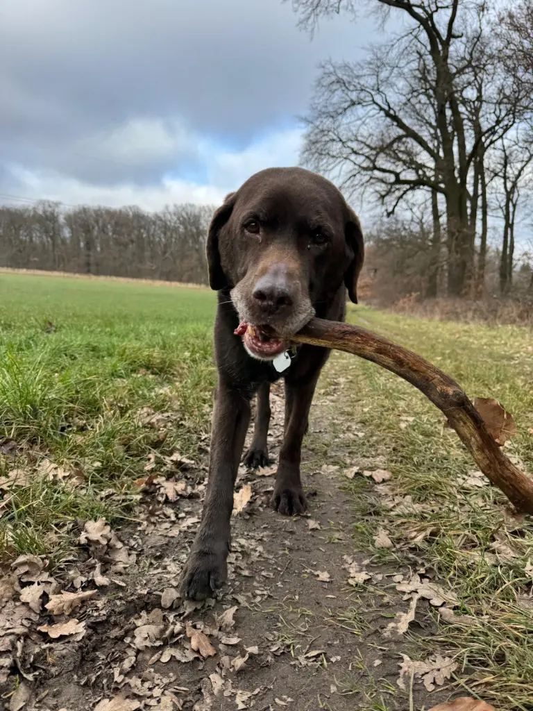 Beim Blödsinn immer dabei…
