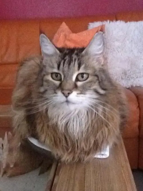 Image from ??Cindy??