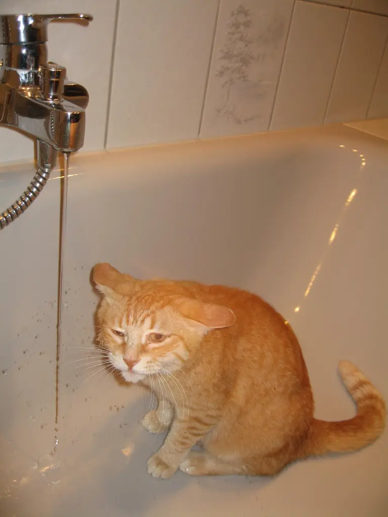 Image from Balou