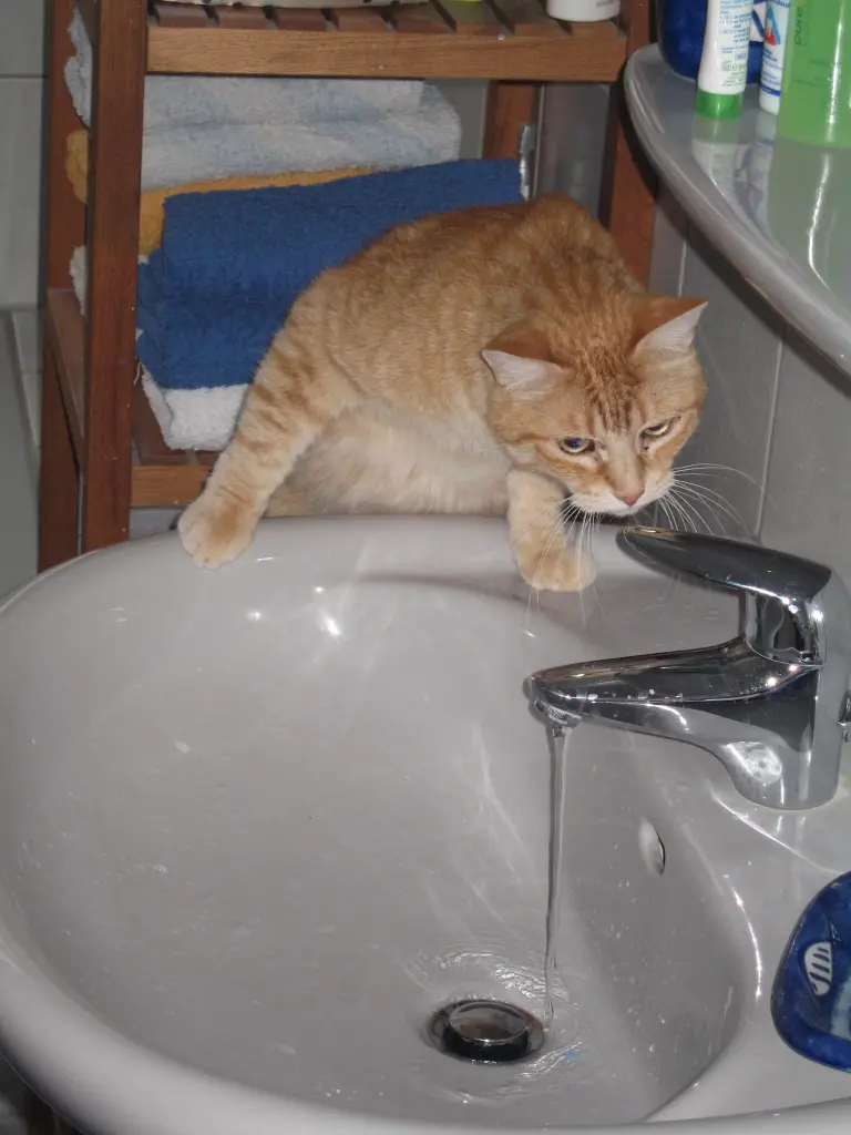 Image from Balou