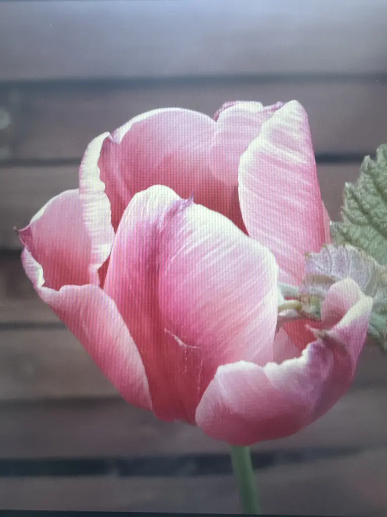 Condolence image of Nikolaus Dr.Vitan