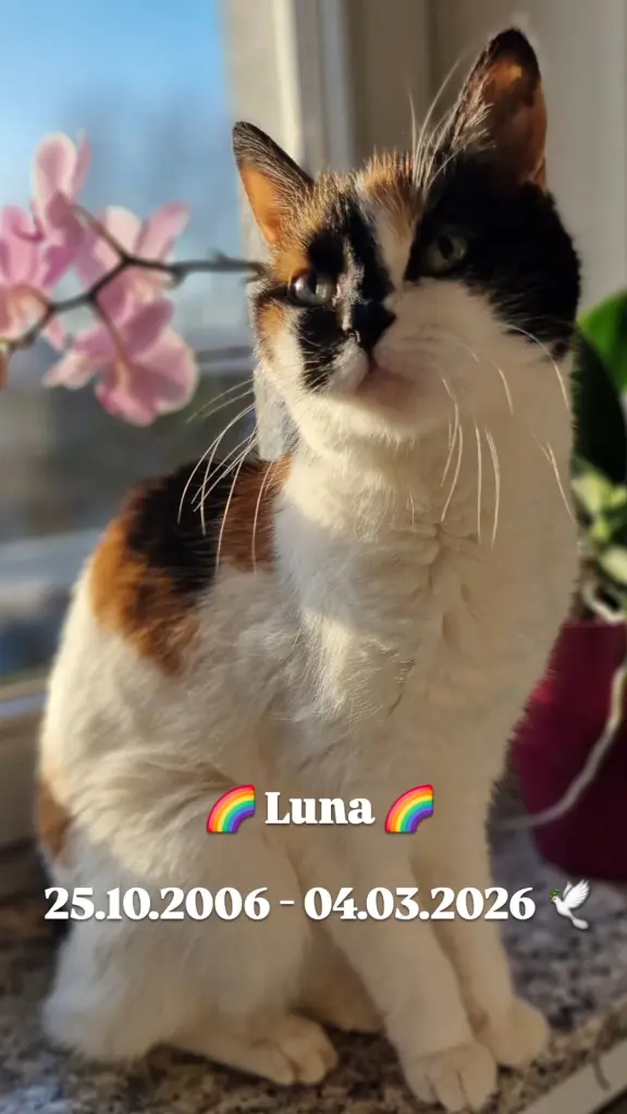 Image from Luna