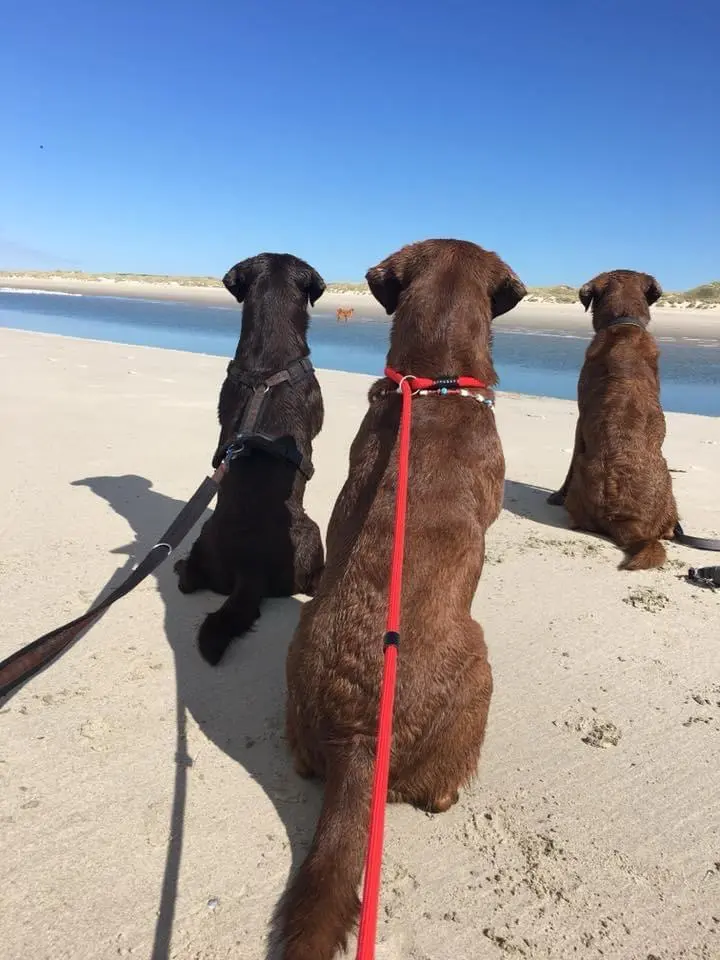 Condolence image of Leo mit Jule und Manni