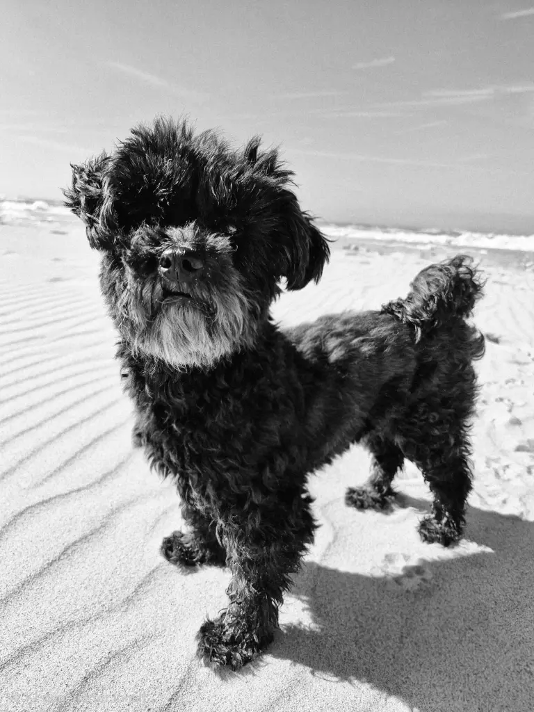 Image from Zoey