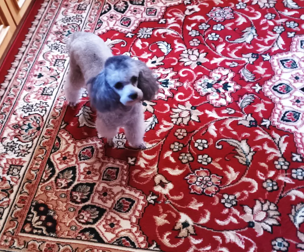 Condolence image of Brigitte Naake