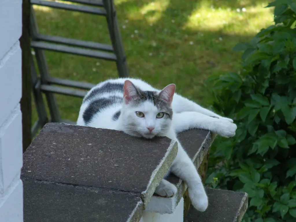 Image from Chester