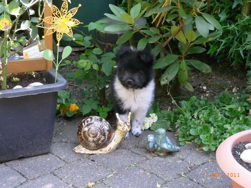 Daaly ist bei uns im Alter von 10 Wochen angekommen