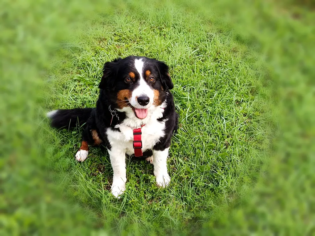 Image from Stella