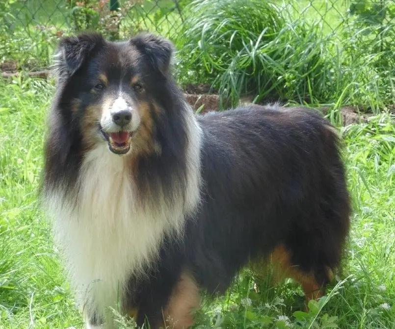 Condolence image of p