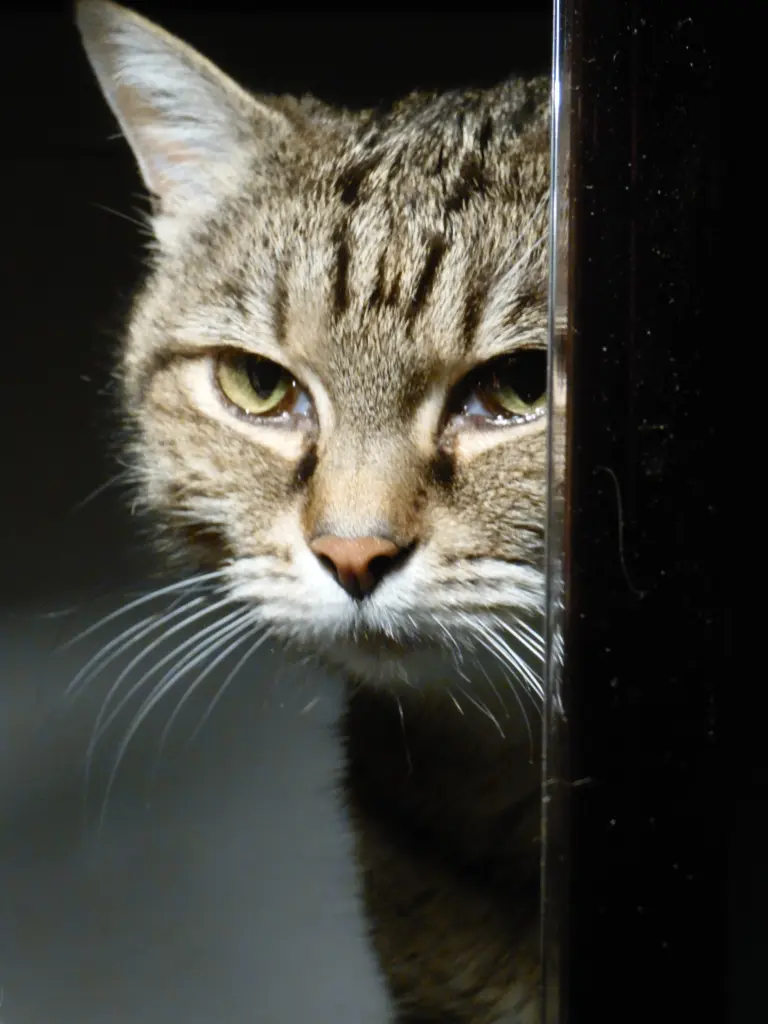 Image from Wassiljuscha