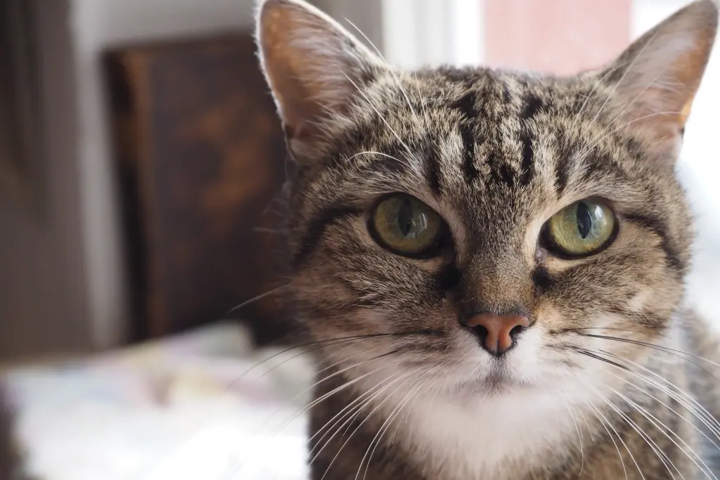 Image from Wassiljuscha