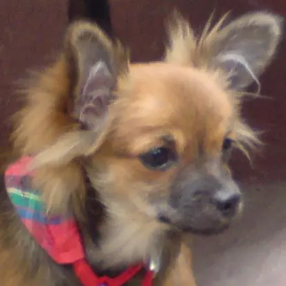 Andachtsbild von Herrchen