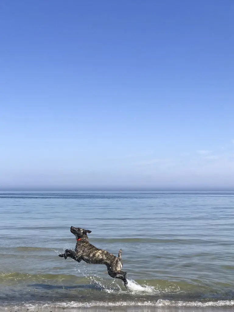 Bestimmt tobt Du jetzt am Meer ... oder Du ruhst Dich aus von Deinen Abenteuern