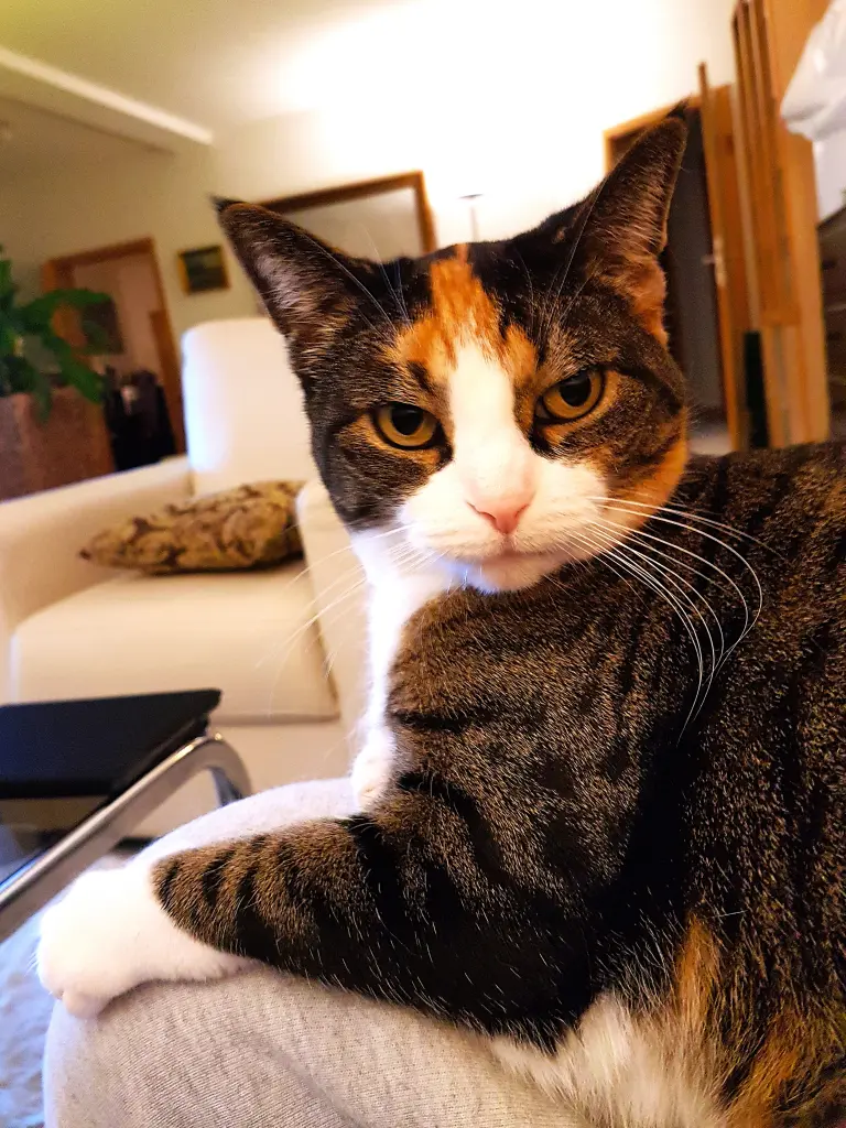 Auf der Sofalehne hatte ich alles im Blick