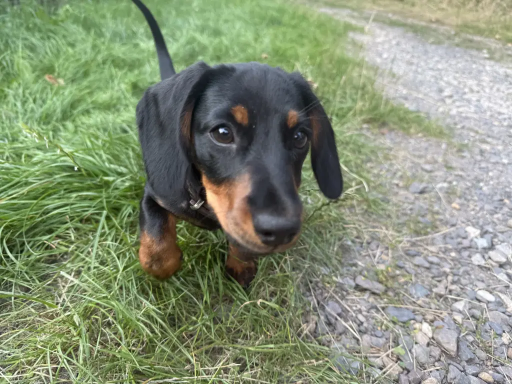 Andachtsbild von Nicole