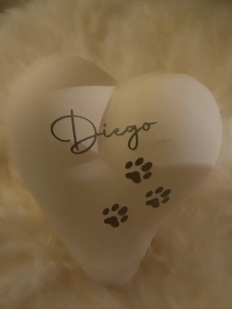 Mein ,,Engel"
Ist wieder Zuhause