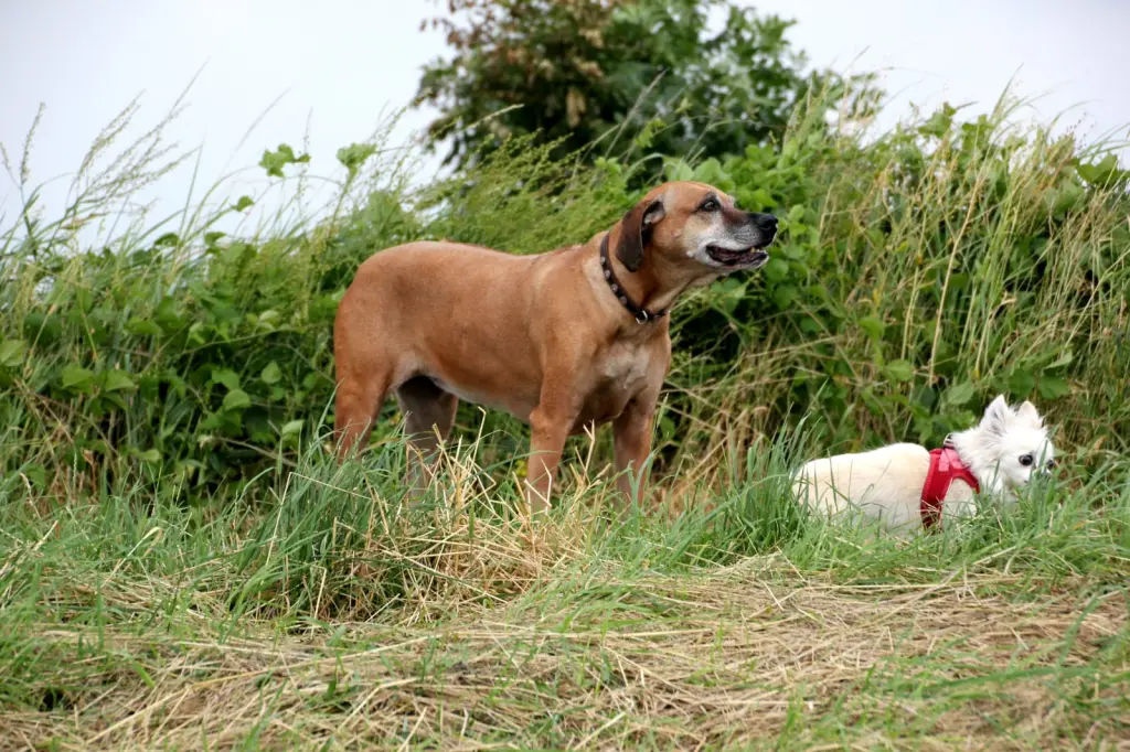 Condolence image of Elke Steinkuehler