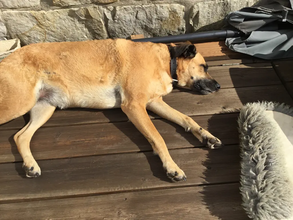 Lieblingsplatz Garten