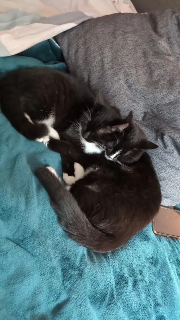 Condolence image of Mochi Red Bean