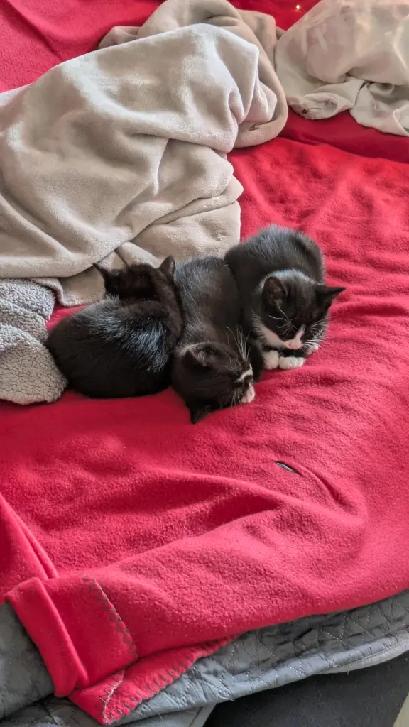 Condolence image of Gubi Fortnite