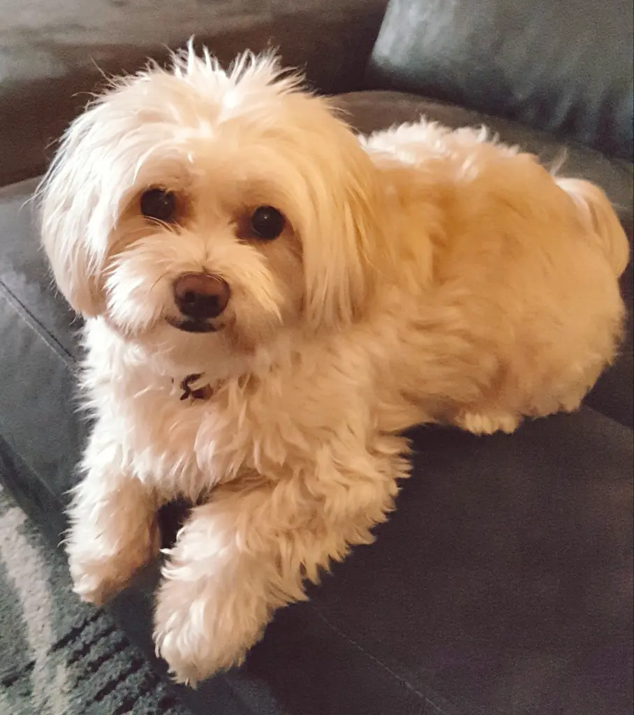 Condolence image of Sandra Maas