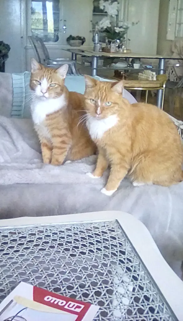 Andachtsbild von Beate mit Presley im Herzen❤