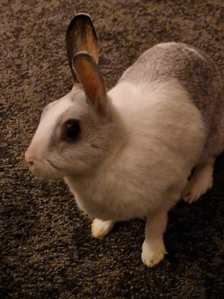 Image from Trixie