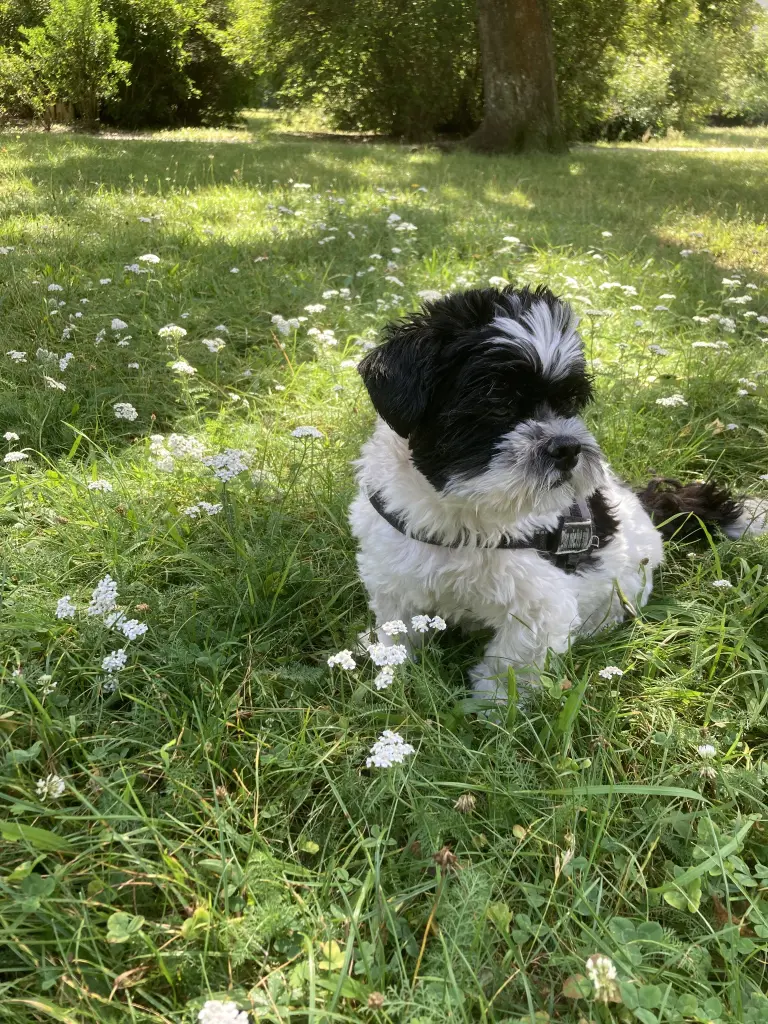 Bild von Shorty