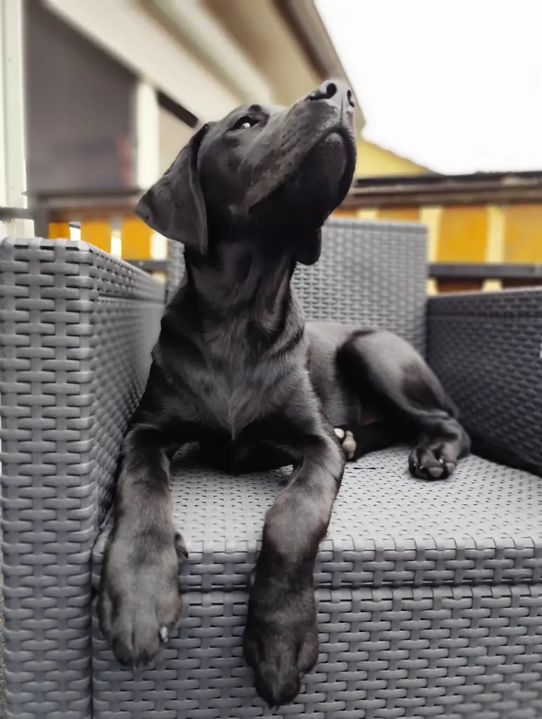 Condolence image of Ela