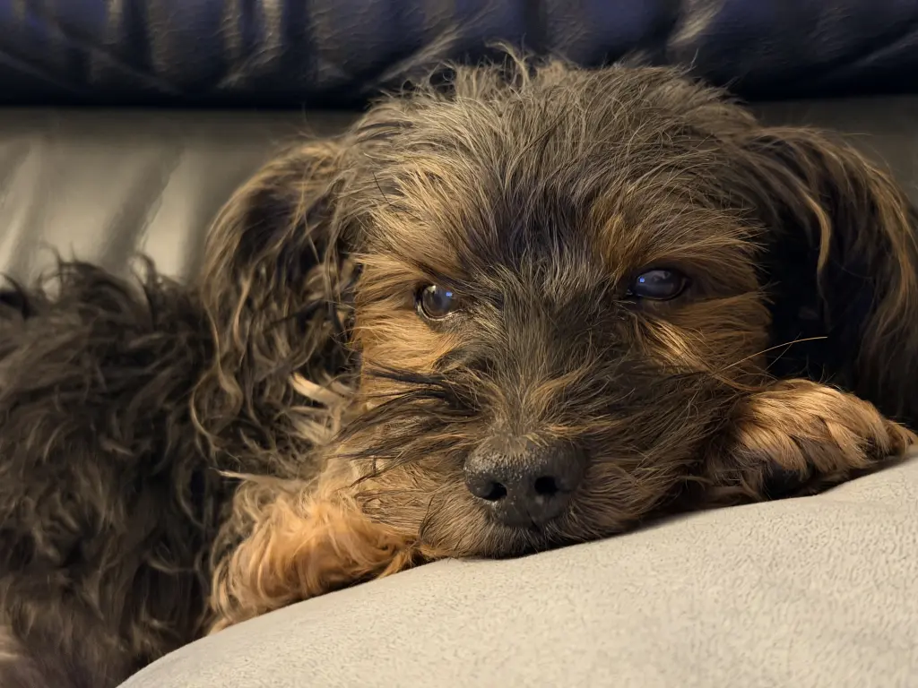 Andachtsbild von Elena und Mischka im ❤️