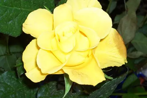 Image from Helft mir !!!!