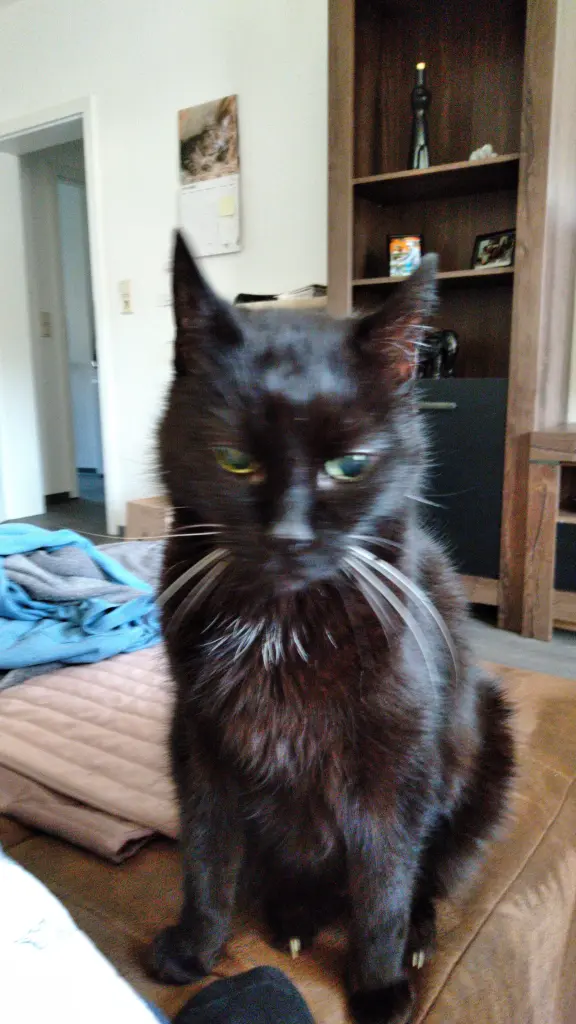 Image from Blacky