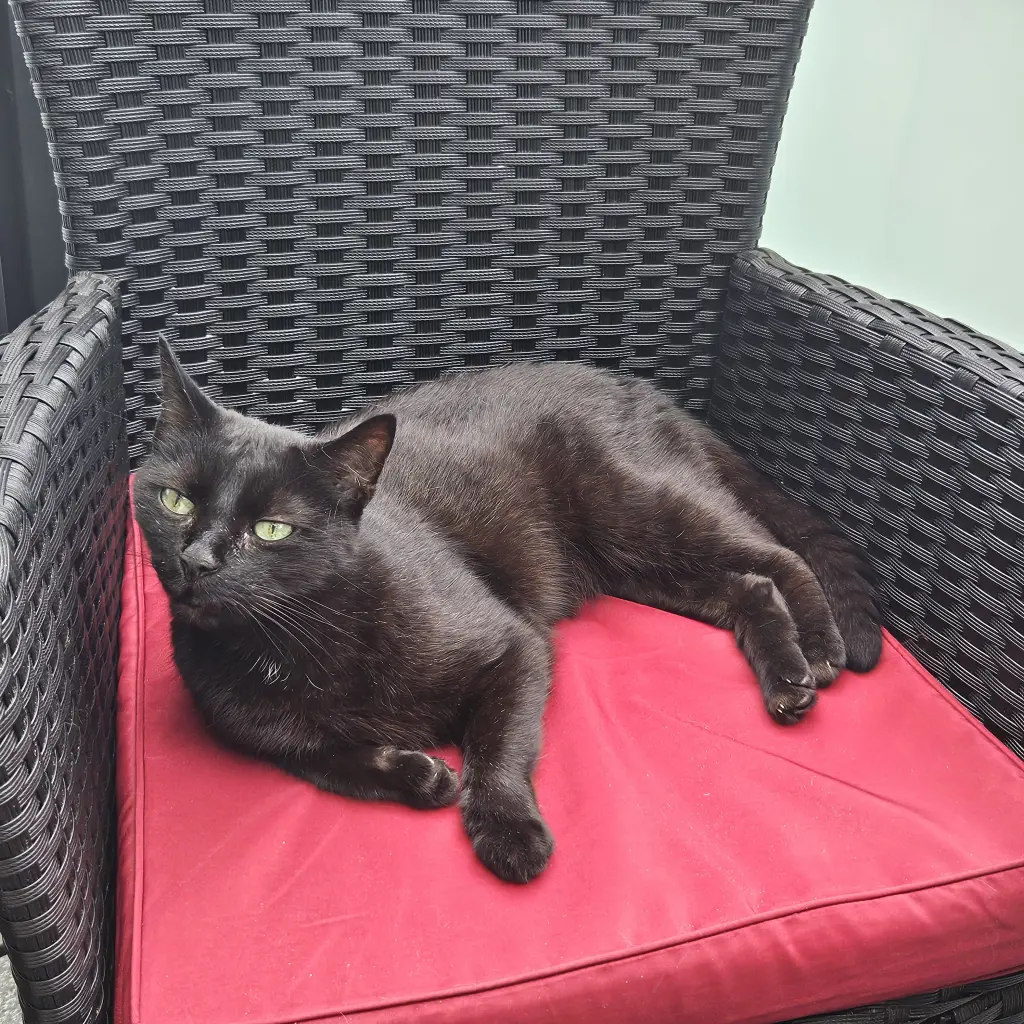 Andachtsbild von Mama Catha