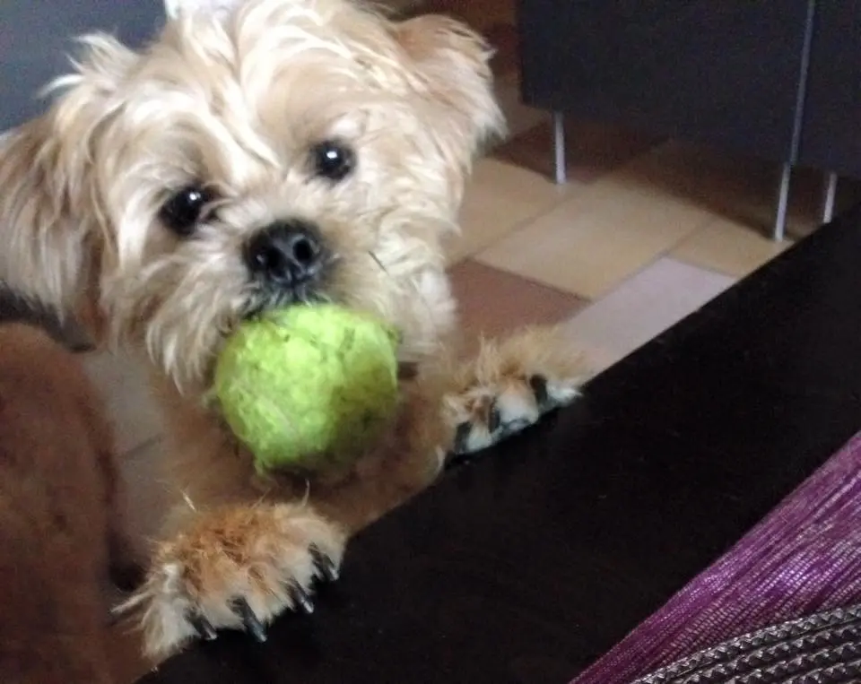 Condolence image of Püppi & Leni