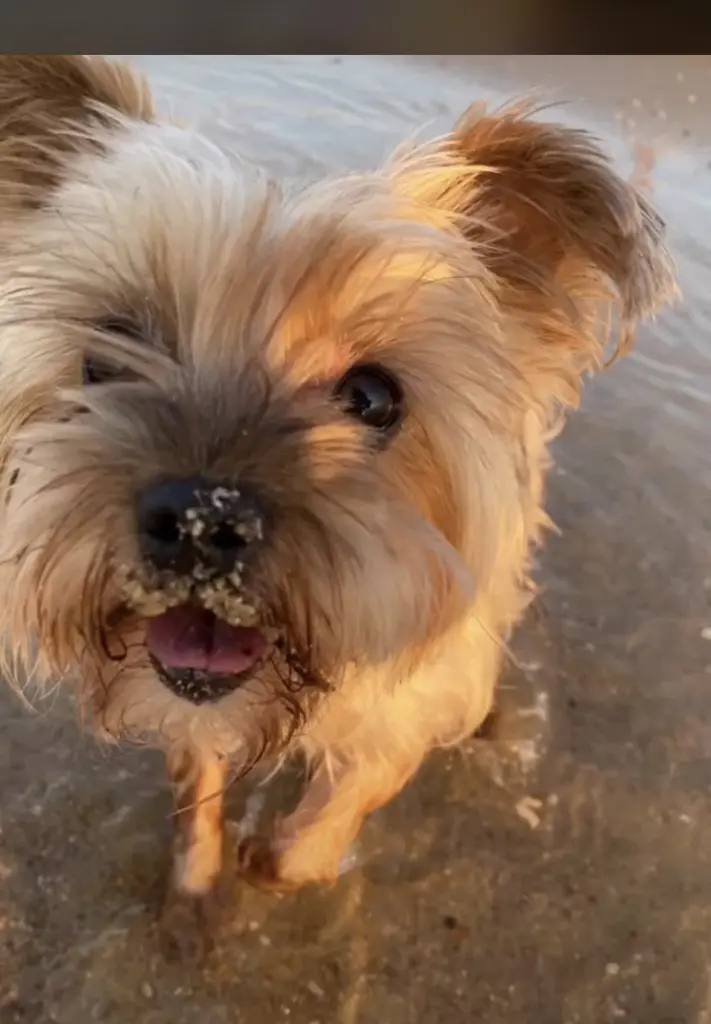 Condolence image of Carolina Meurer ( erste Hundemammi von Cherry 🐾)