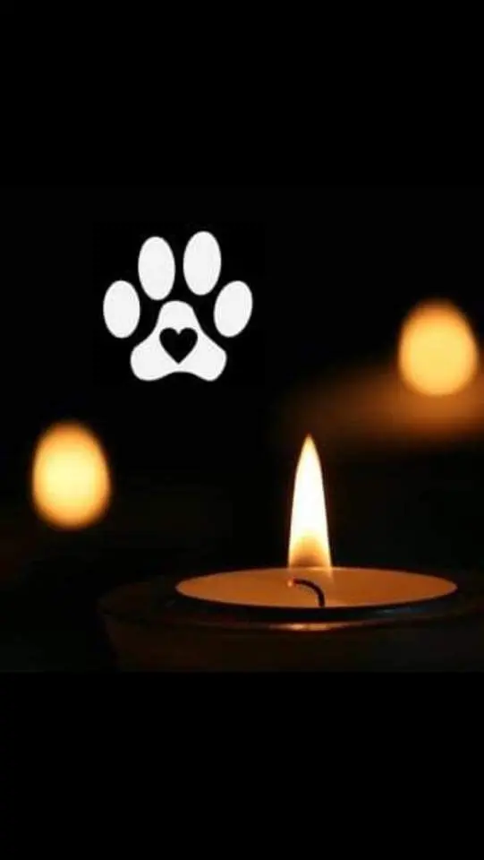 Condolence image of Sabine mit Otis&Ruffy im ♥️