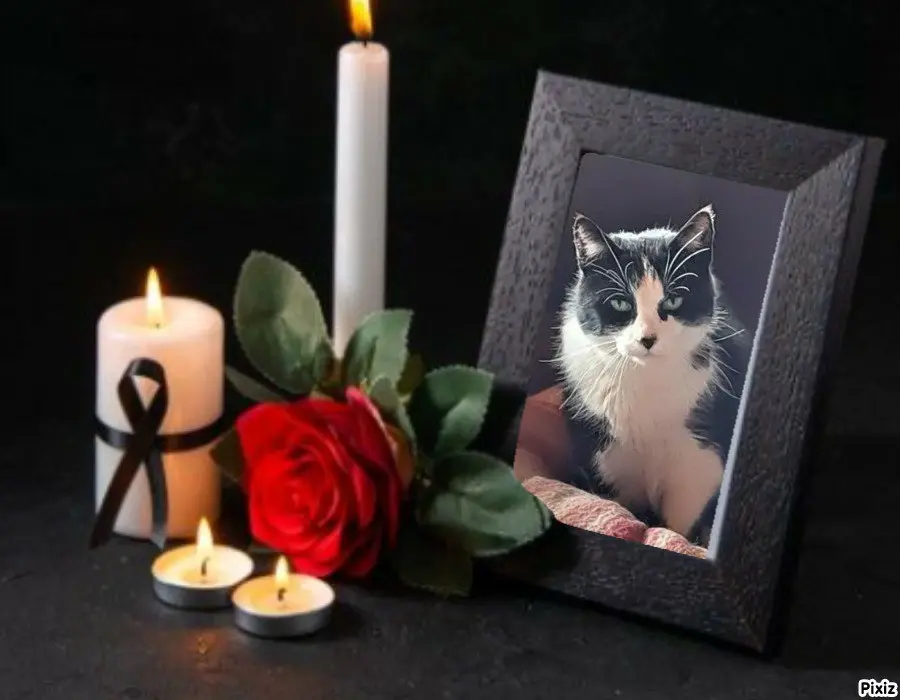 Condolence image of Tanja mit Timmy im 💖🐈🐾