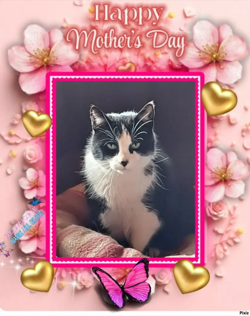 Condolence image of Tanja mit Timmy im 💖🐈🐾