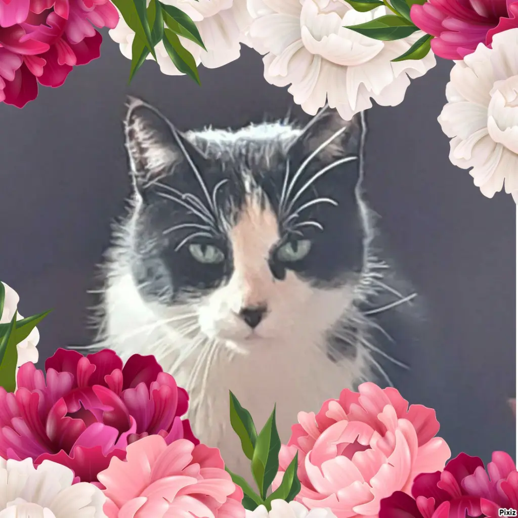 Condolence image of Tanja mit Timmy im 💖🐈🐾