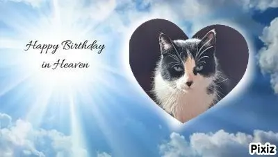Condolence image of Tanja mit Timmy im 💖🐈🐾