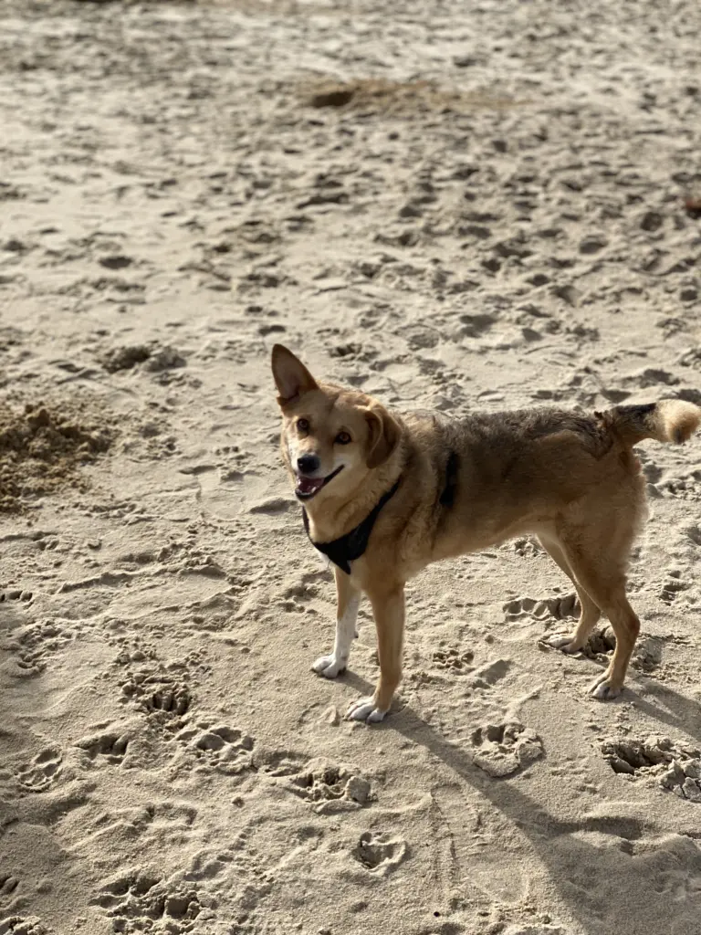 Condolence image of Lorena Scherer