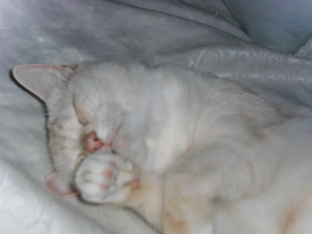 Condolence image of Beate mit Priscilla im Herzen❤