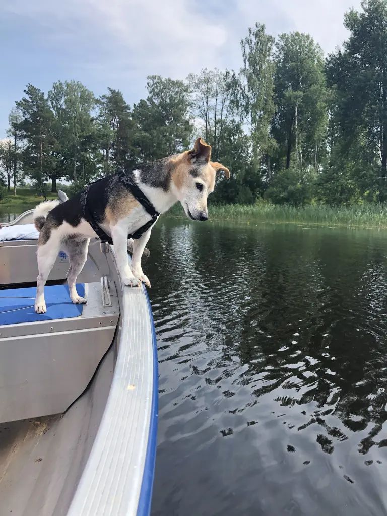 Bild von Polly