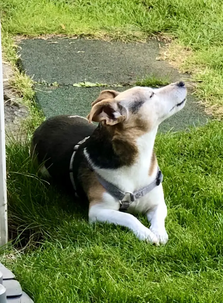 Bild von Polly