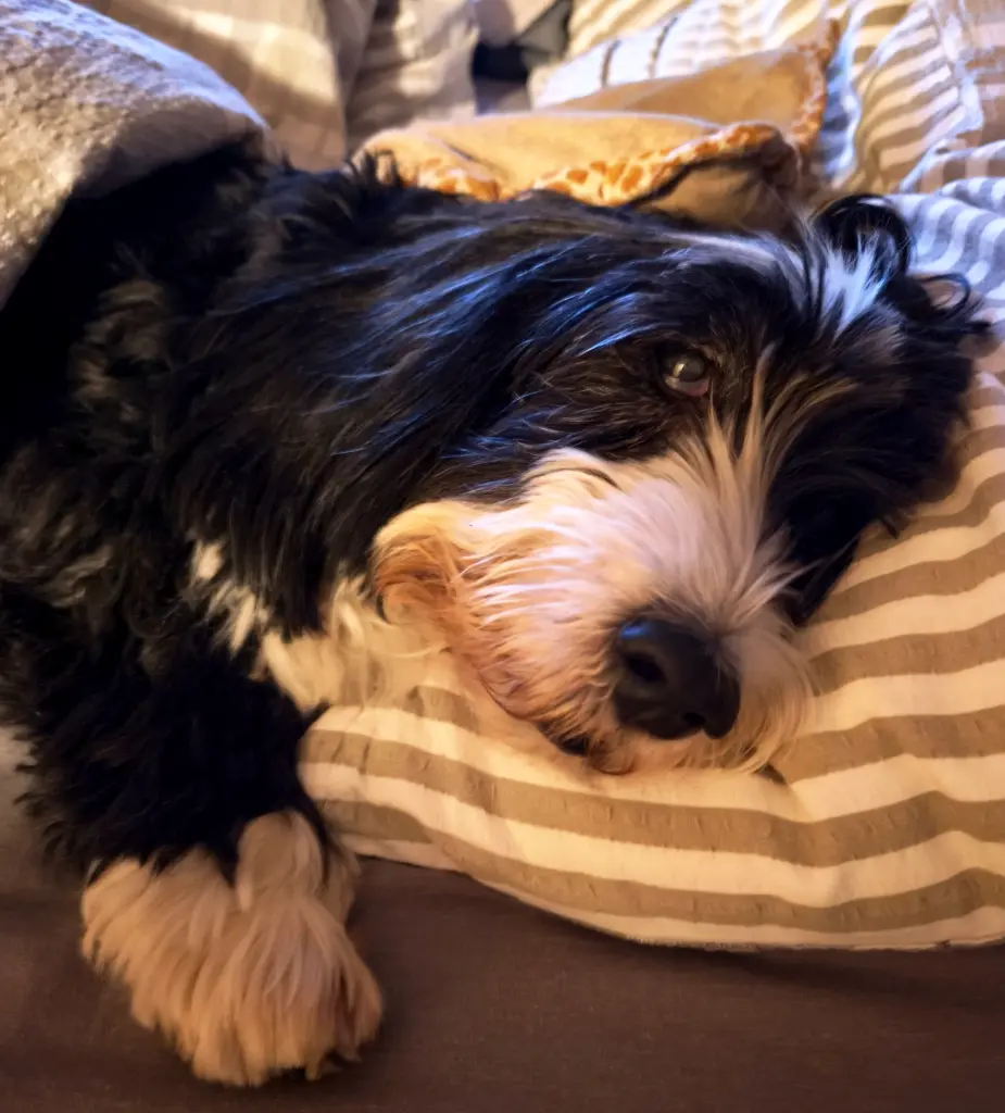 In Mamas Bett ist es am schönsten