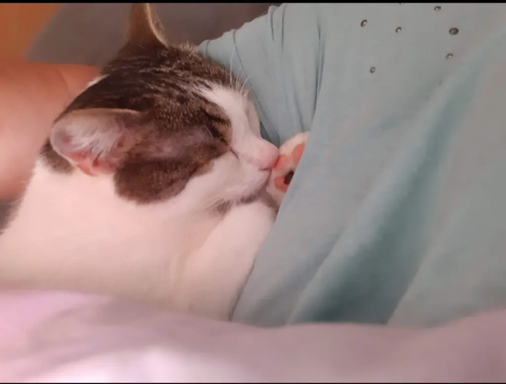 Er schlief in meinem Arm ein