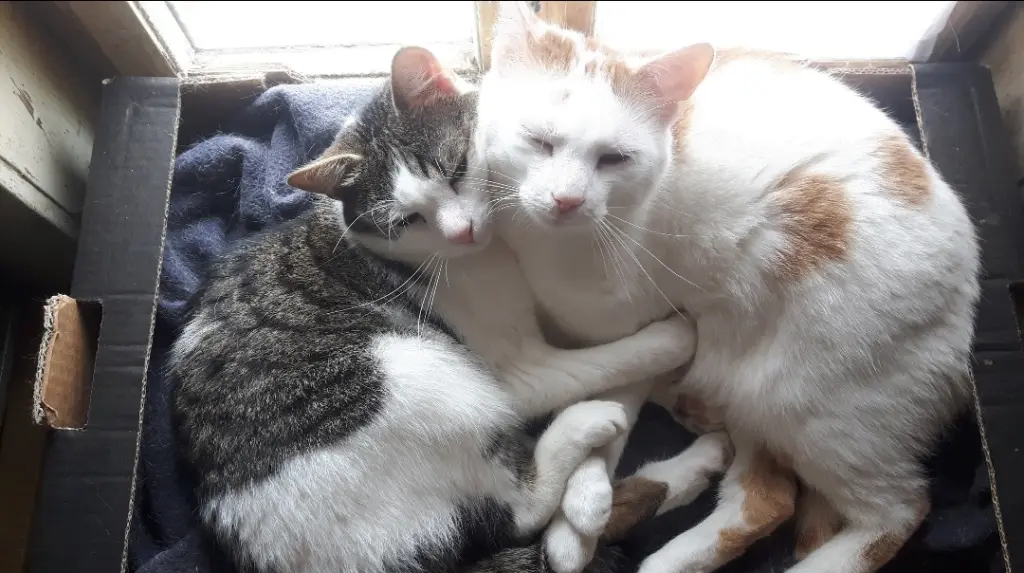 Tom & Jerry , wieder vereint