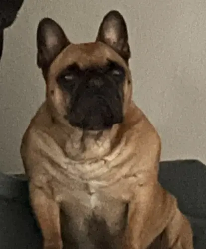 Babybär Spike